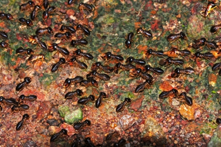 Illustration for article titled Protect Your Home From Termite Damage Today